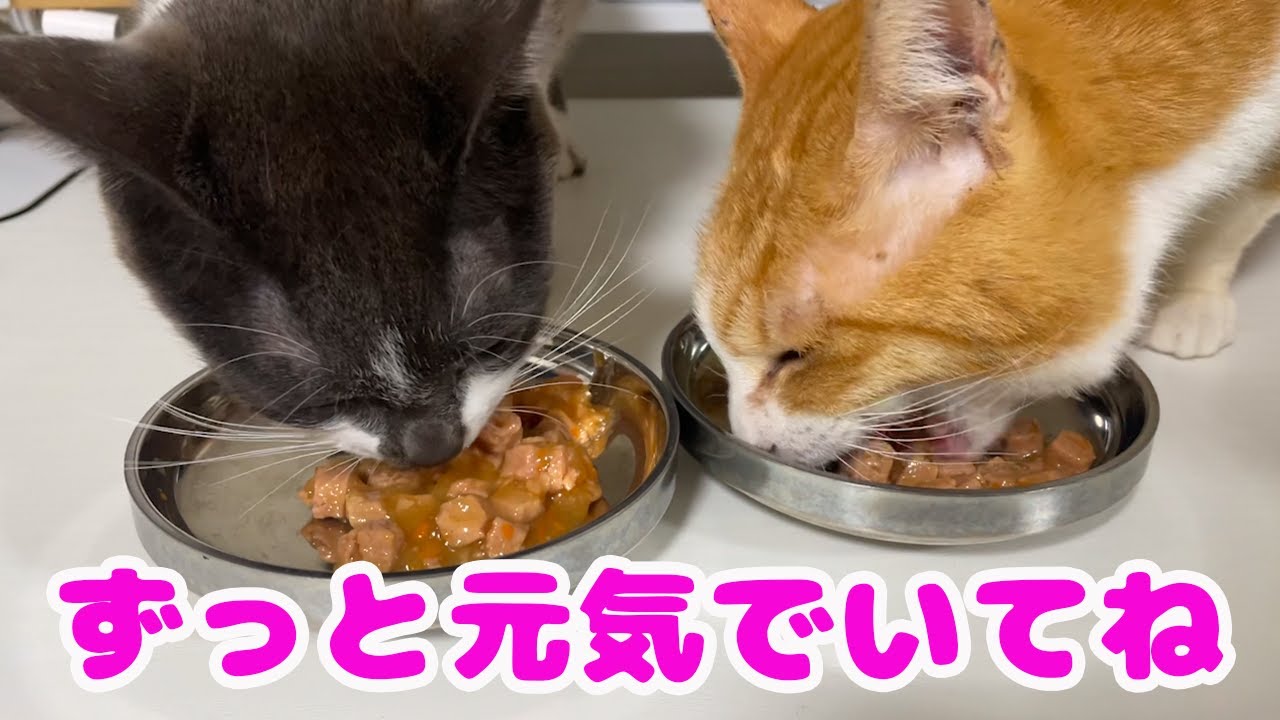 保護した猫がずっと健康で長生きしてほしい