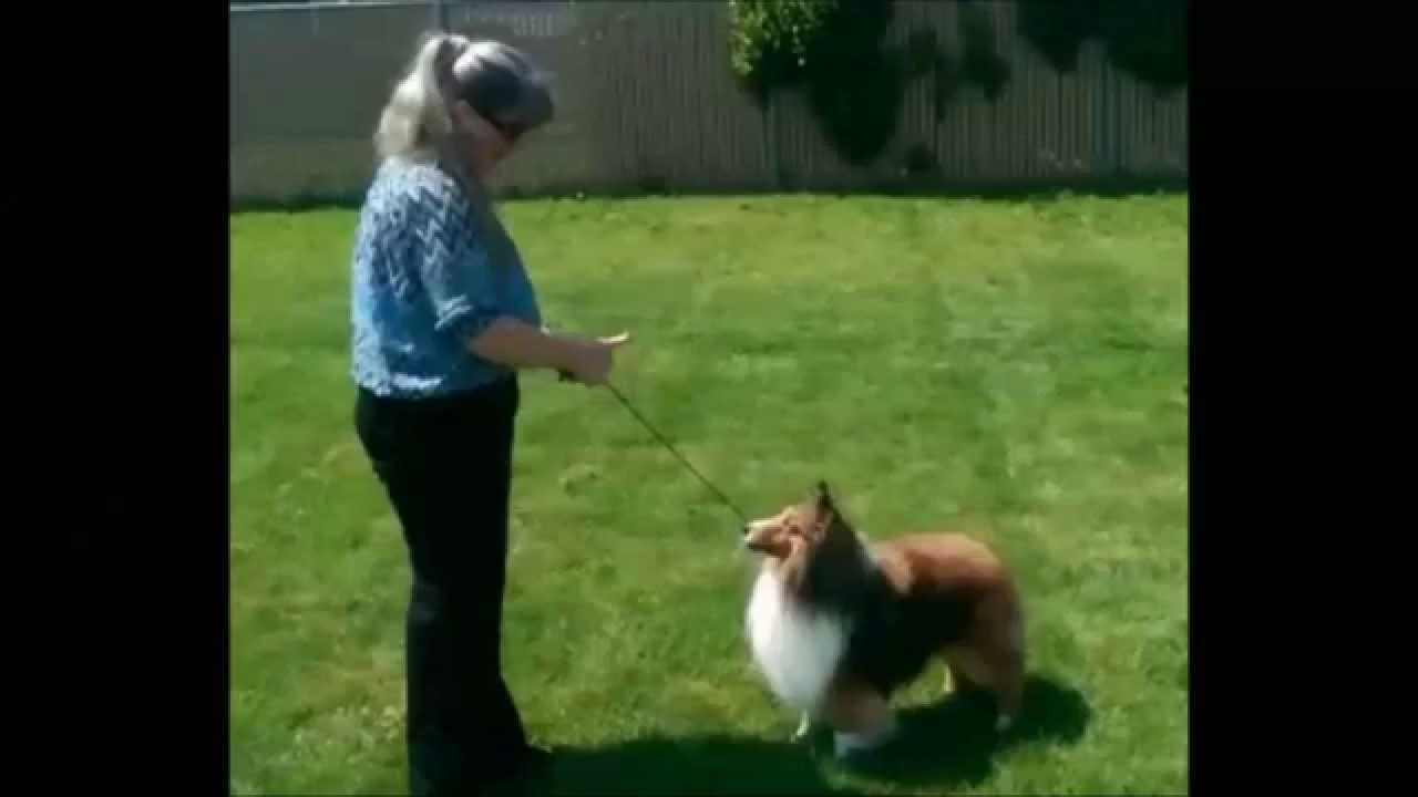 Conformation dog training ~ Professional Handler