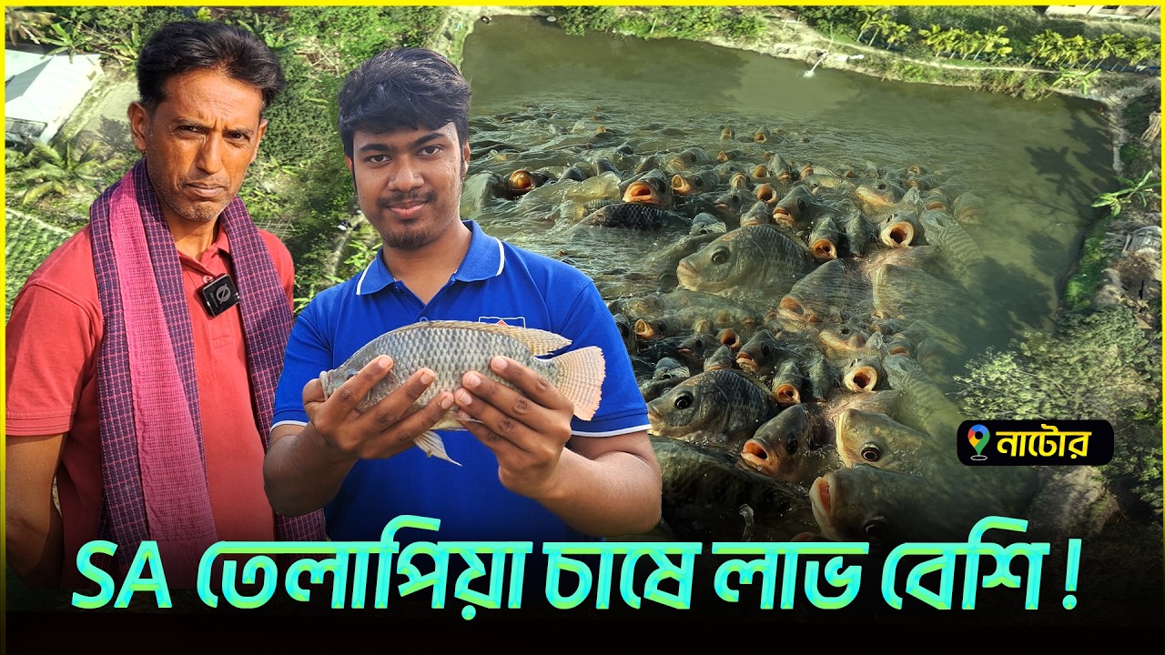 নাটোরে মনোসেক্স তেলাপিয়া চাষে সফল || Shakib AGRO || ২০২৫ সালে SA তেলাপিয়া চাষে সফল
