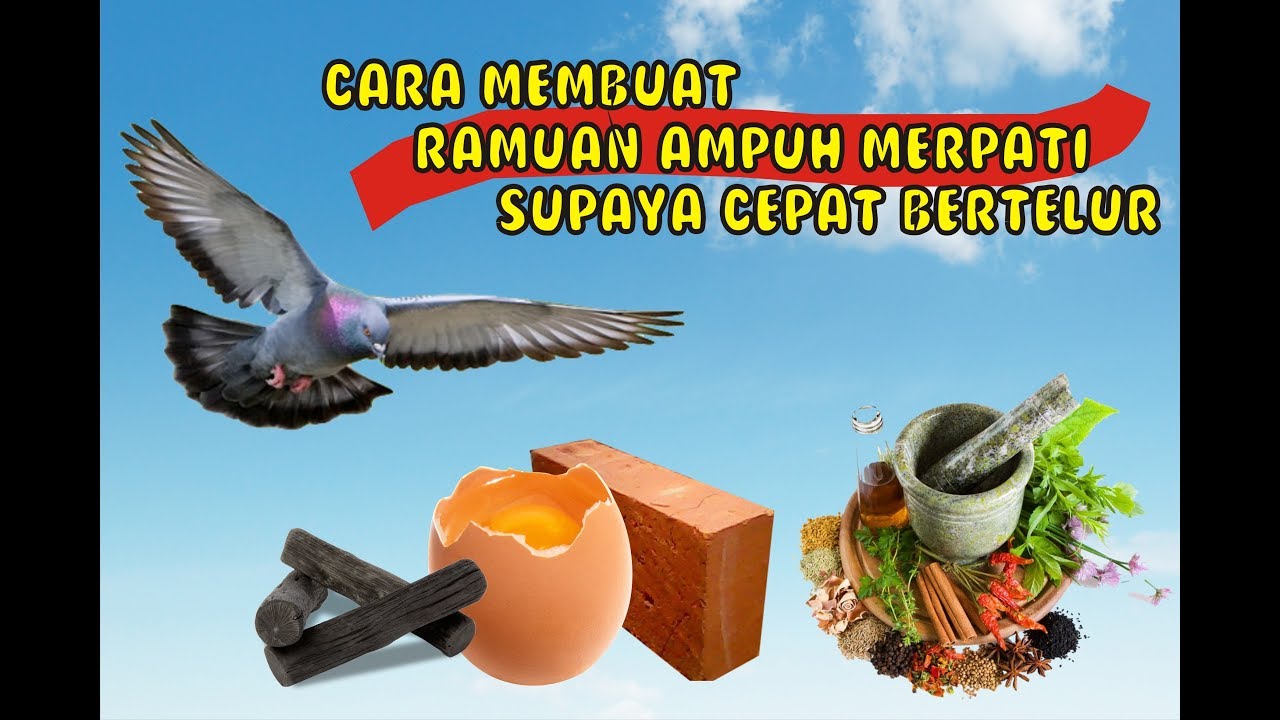 Cara Cepat Membuat Merpati cepat bertelur - Grit Cangkang Telur