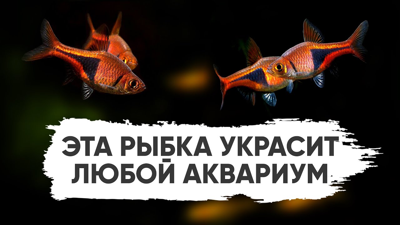 Эта рыбка украсит любой аквариум – Расбора клинопятнистая (Trigonostigma heteromorpha)