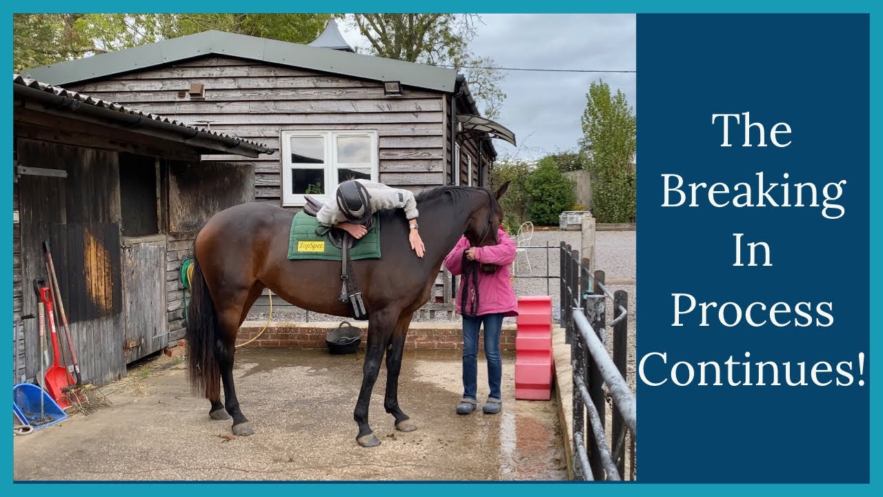 BACKING A YOUNG HORSE | Dressage Horse | Equestrian Vlog