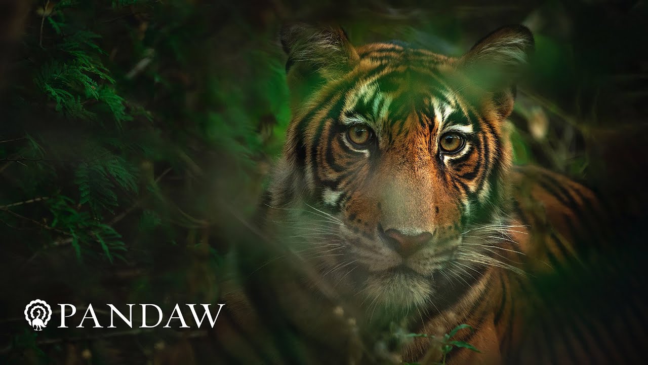 India - Pandaw Cruises