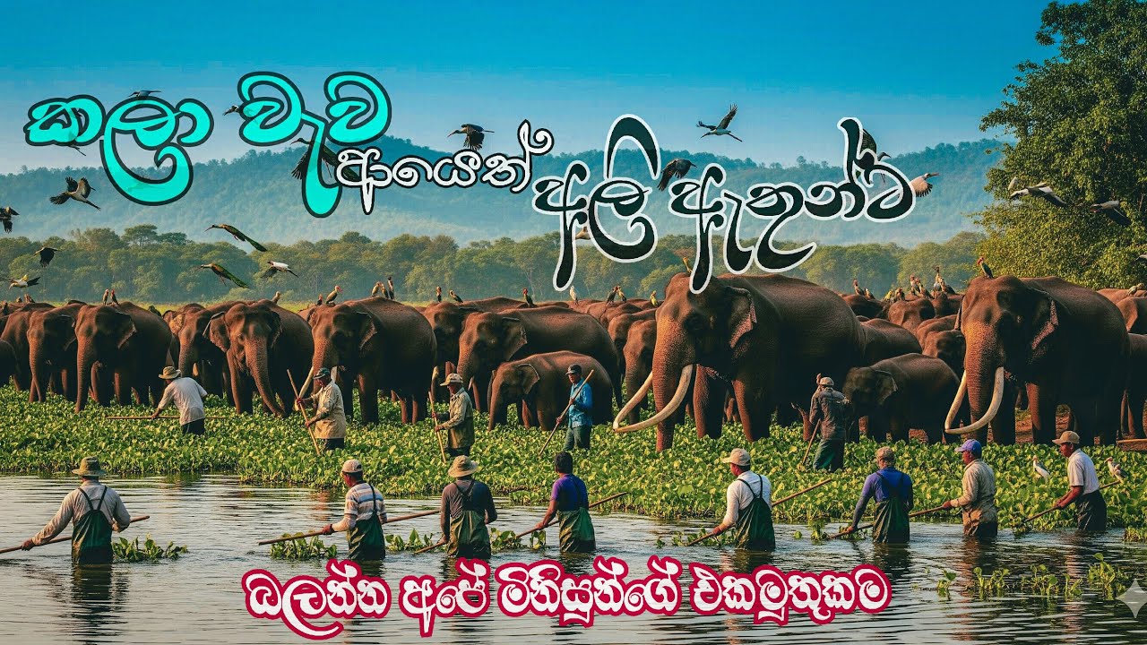 Kala wewa national park|කලා වැව ආයෙත් අලි ඇතුන්ට|#nature#travel#srilanka#kalawewa#zeropain#2025 