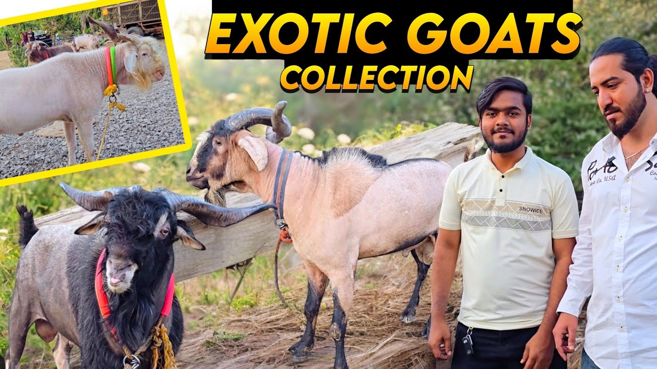 Экзотические козы на ранчо Moin Goat Ranch ▪︎ Тогген, Альпин, Кашмир