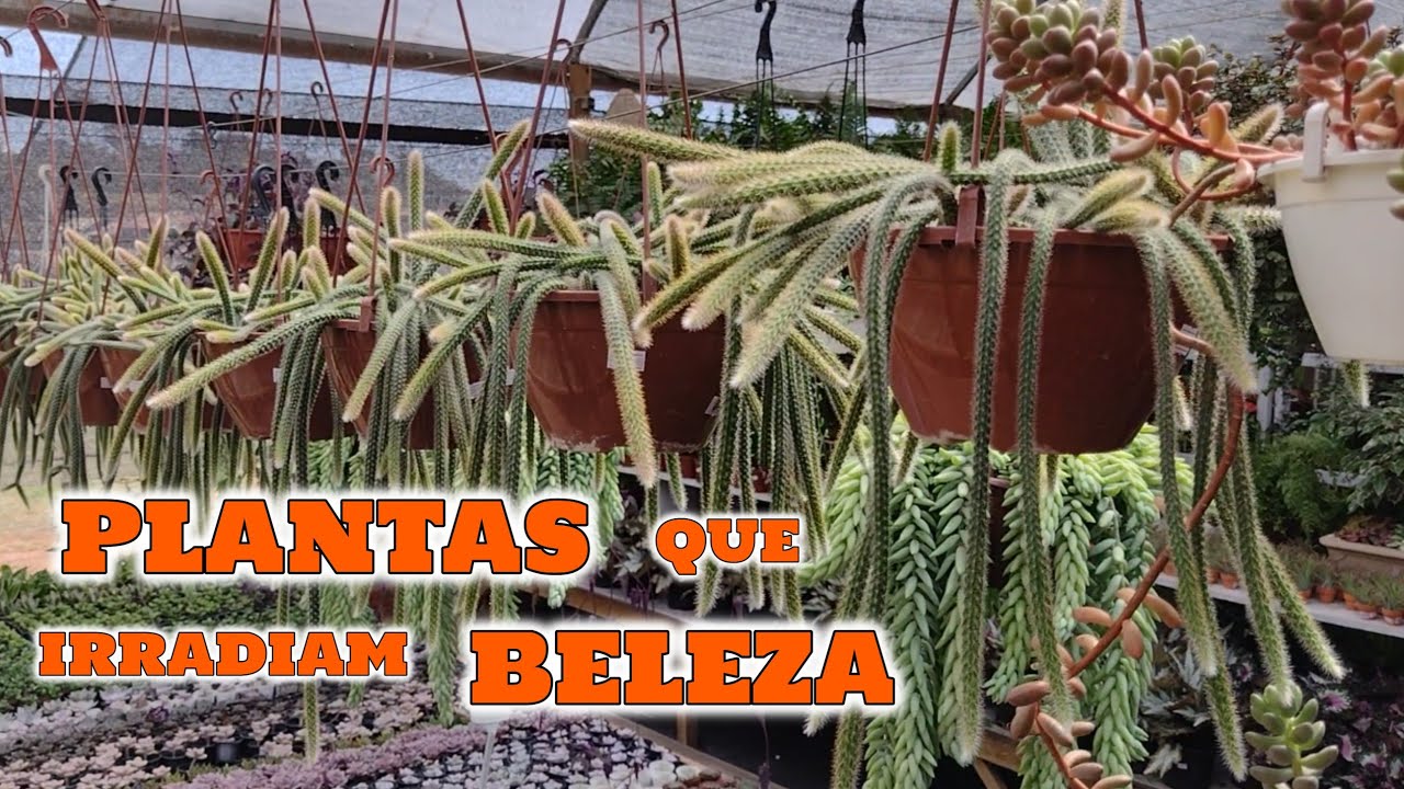 TOUR PELO BRILHO DO SOL CACTOS E SUCULENTAS - PARTE 1