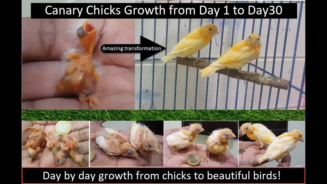 Canary Chicks Growth Day-1 to Day-30 | Birds Chicks | Birds Growth