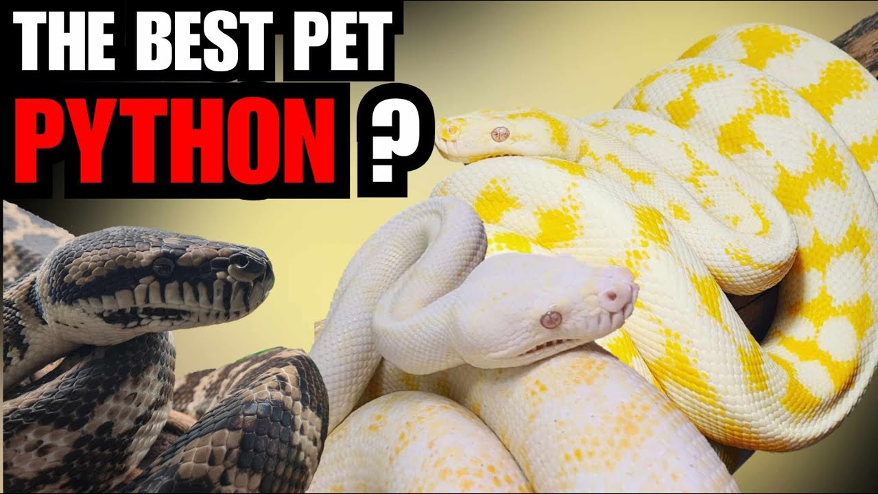Уход за ковровыми питонами Darwin