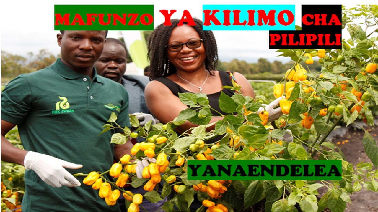 Jifunze KILIMO CHA PILIPILI MBUZI  MBEGU CHOTARA YA LOLEZA,Afadja F1 KUTOKA Rijk Zwaan Tanzania