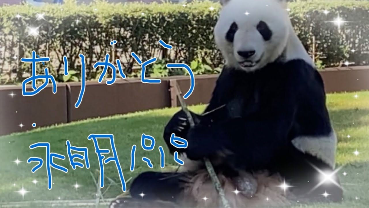 【懐かしい映像スペシャル🐼🎩✨】ありがとう永明パパ🐼🎩思い出のアドベンチャーワールド✨️✨😊