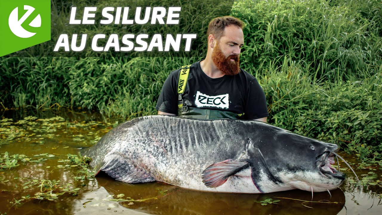 CASSANT entre deux eaux | ATTAQUE en DIRECT