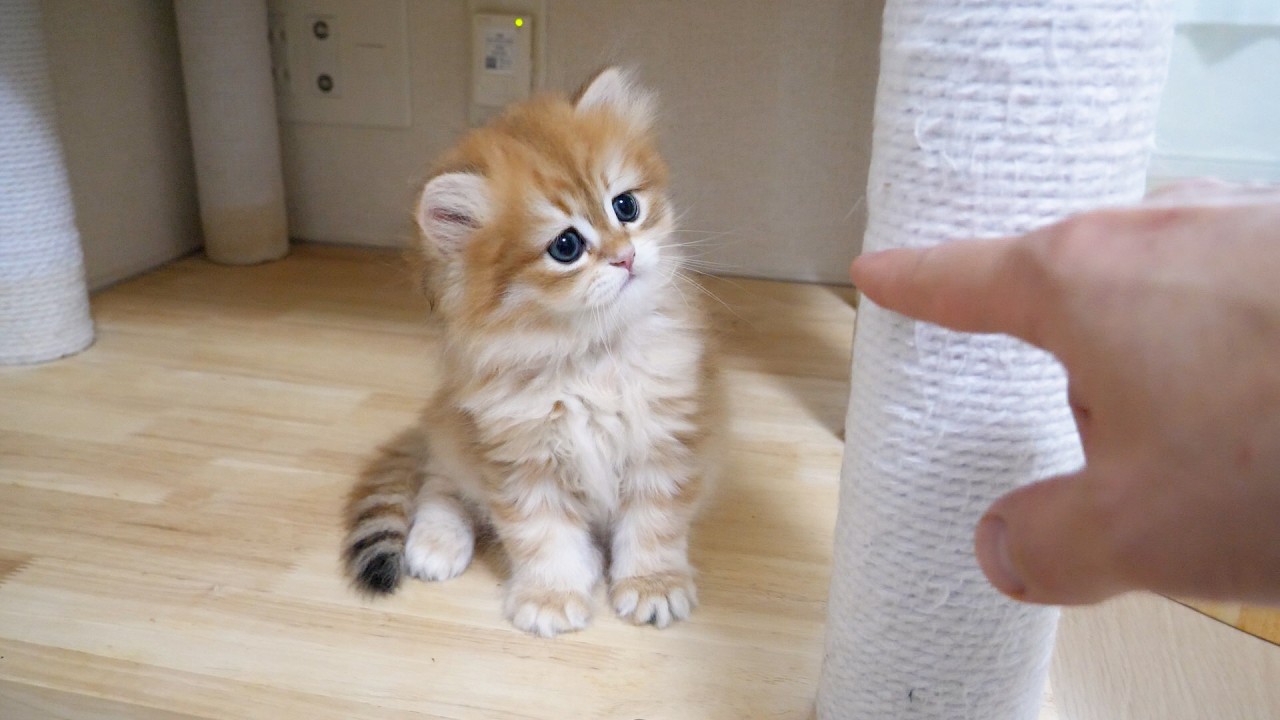 The kittens' reactions are just too adorable—I can't help but want to play with them...