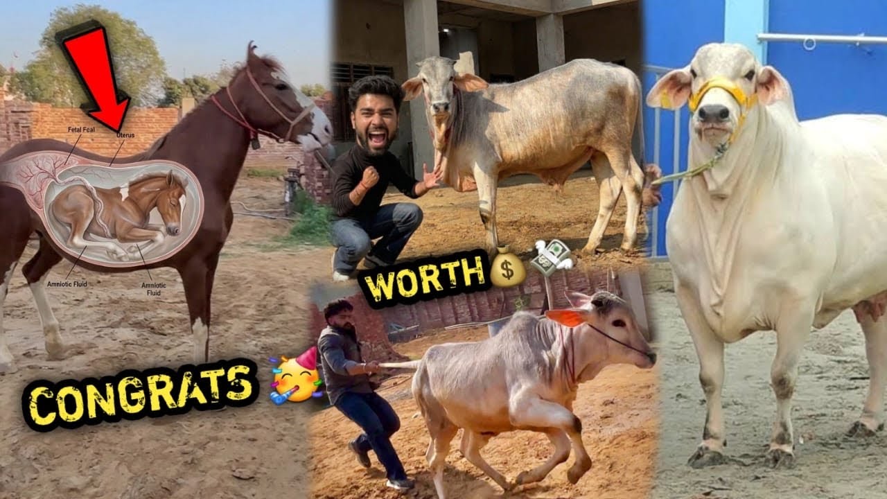 Ek Baccha Or Aane Waala Hai 😍TharParker Bull Tejas Ka बछड़ा Bohot Pasand Aagya 🥳