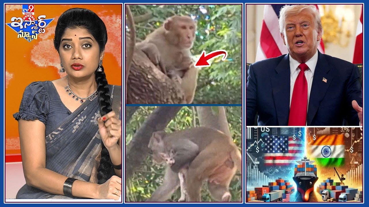 iSmart News : పిల్లిని కన్నబిడ్డలా పెంచుకుంటున్న కోతి! | ఇవి పెద్దన్న పన్నులు బాసూ..! - TV9