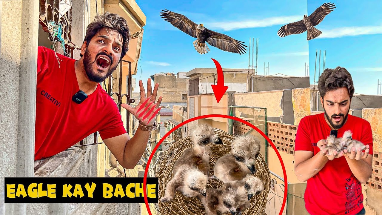 EAGLE Kay BABIES Utha Lie 😍 | Eagle Attacked | Mishkat Khan | Birds