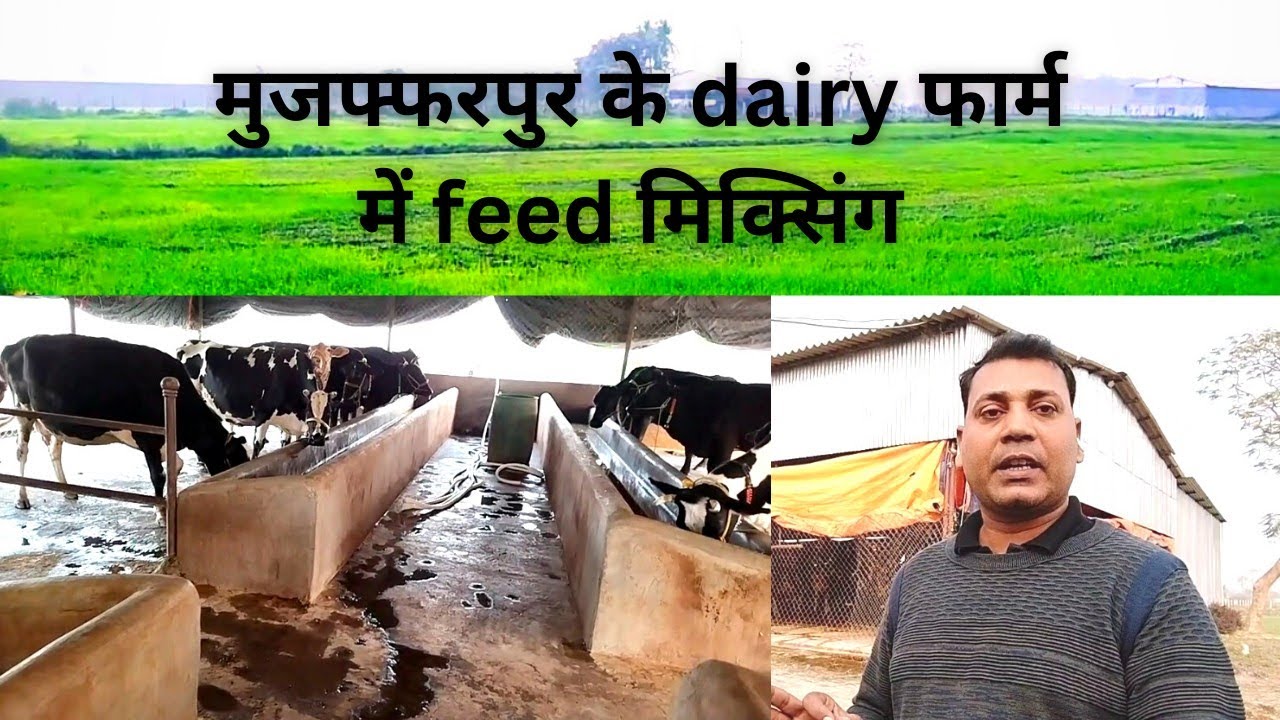 Muzaffarpur dairy फार्म में cow feed mixing | 🔥🔥 @Pkdairytechnique