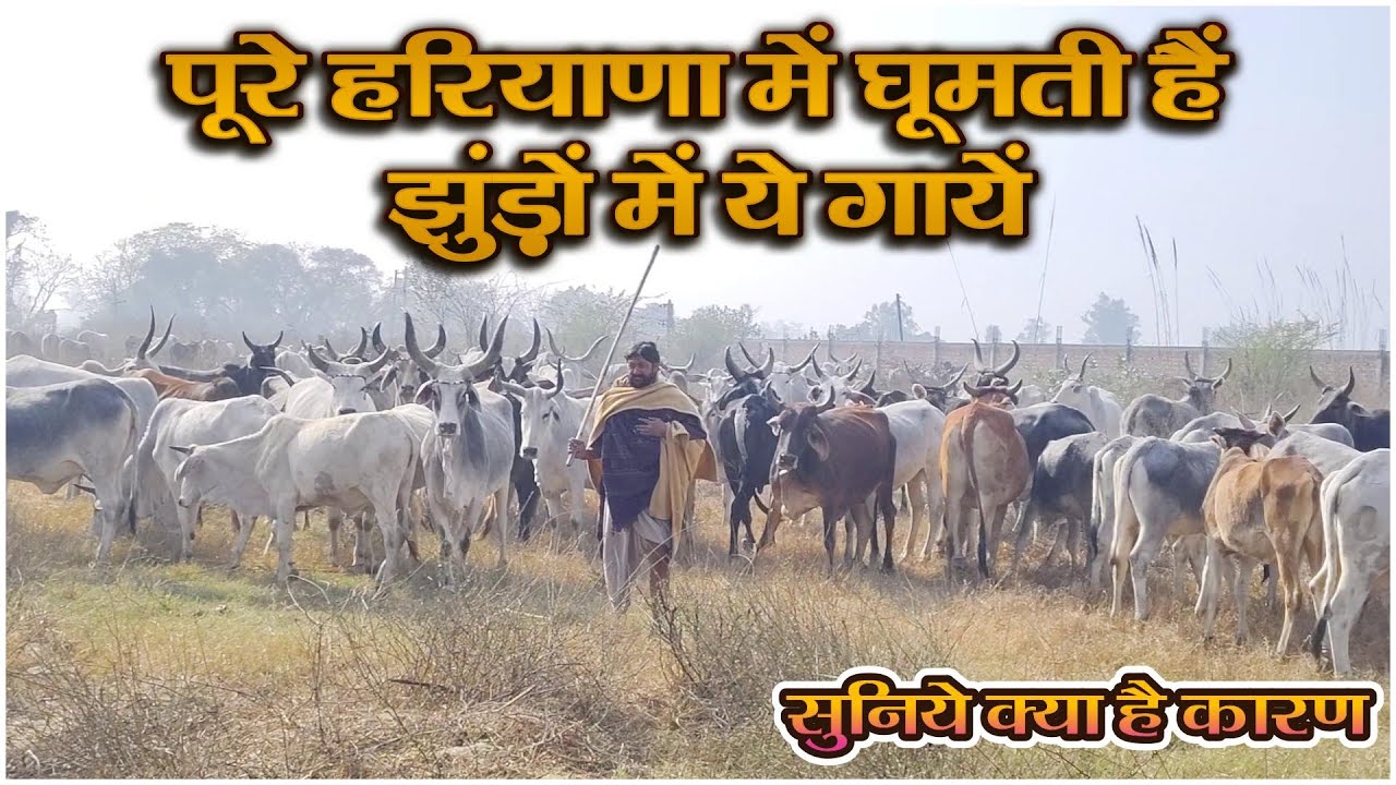 पूरे हरियाणा में घूमती हैं झुंड़ों में ये गायें, सुनिये क्या है कारण