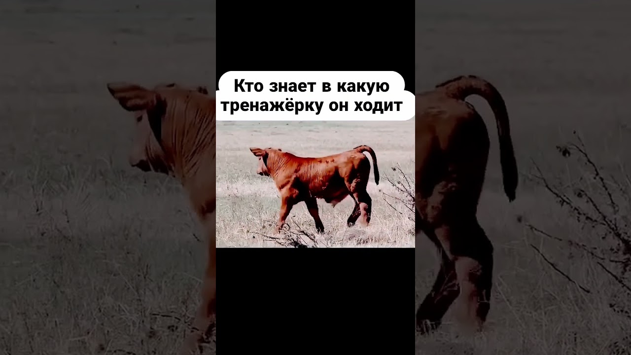 #лимузин #абердин #телята #симментал