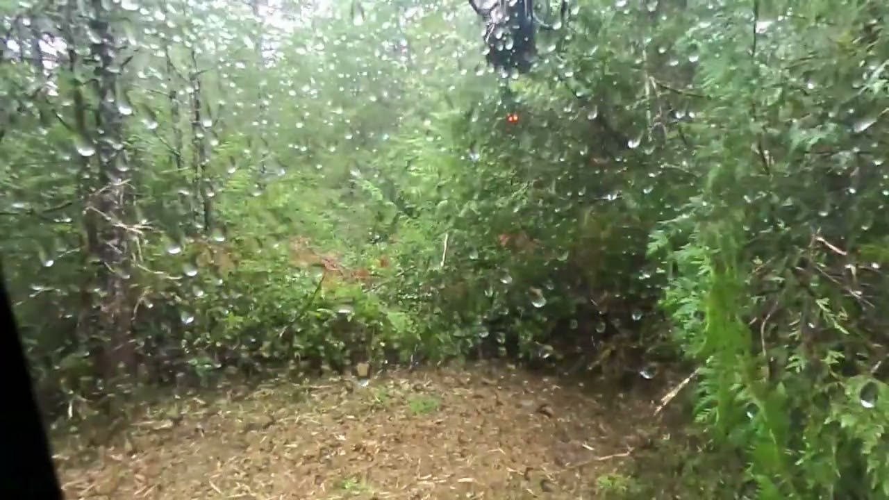 Forestry mulching old logging roads