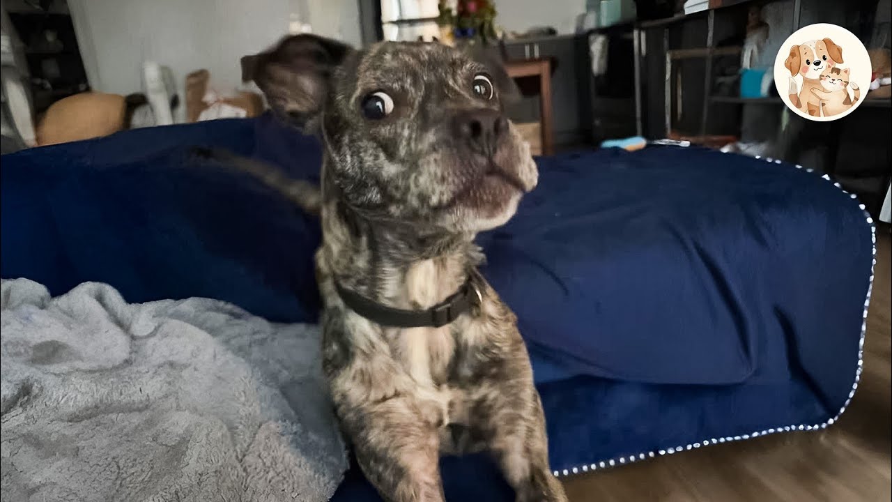 I Adopted The Dog Everyone Avoided And He Changed My Life