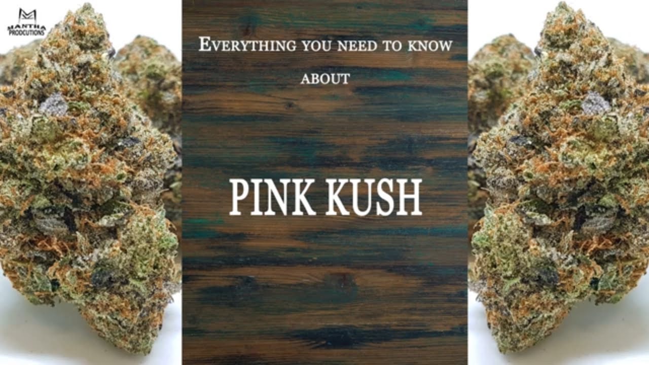 Pink Kush | Best Buds Strain Spotlight