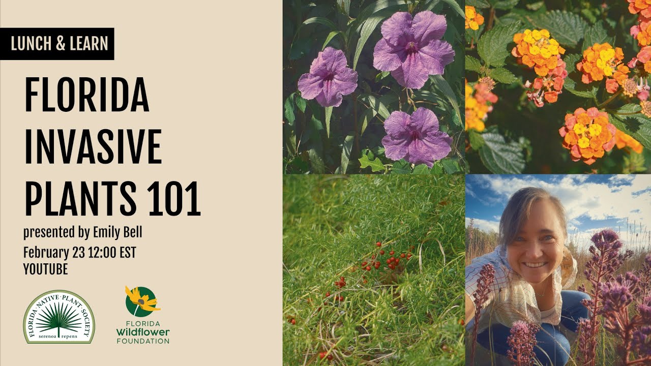Florida Invasive Plants 101
