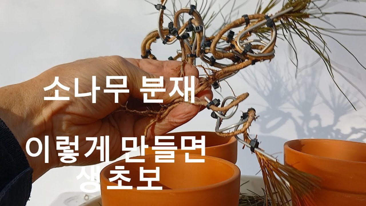 소나무 분재 이렇게 만들면 왕 초보 , 소나무 분재/소나무 소품/미니 분재 만들기pine bonsai,pino bonsai, 키우기