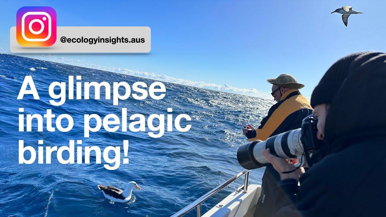 Discovering the World of Pelagic Birding!