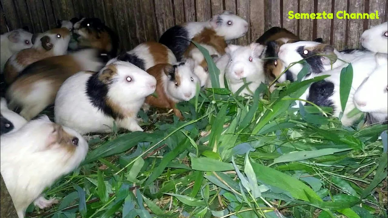 Marmut Hewan Lucu Harganya Murah