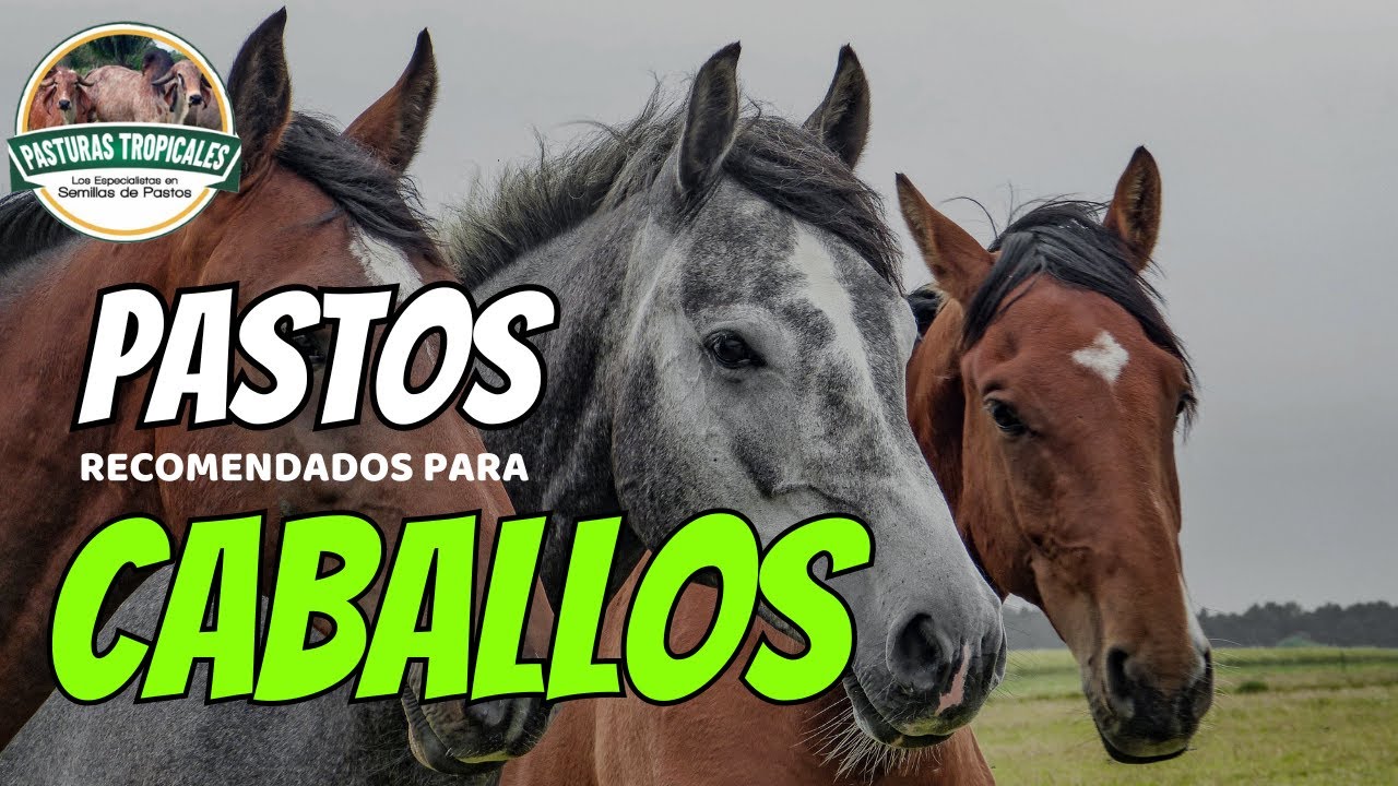 PASTOS recomendados PARA CABALLOS #caballoscolombianos #caballoscolombia