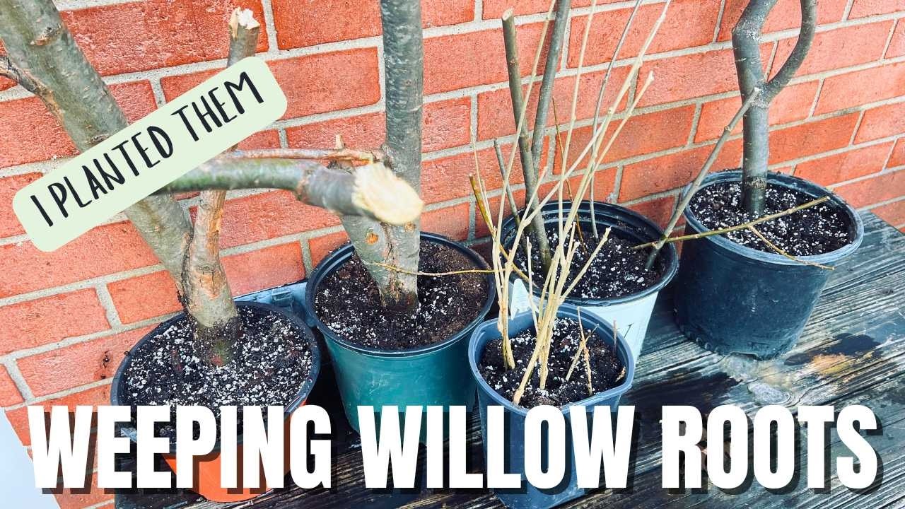 Success Story: Rooted Willow Cuttings After Almost Four Months - Planted Them In Pots for Bonsai