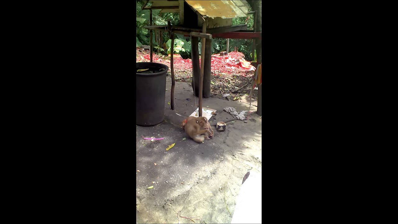 Monkey and dog friendly at phuket
