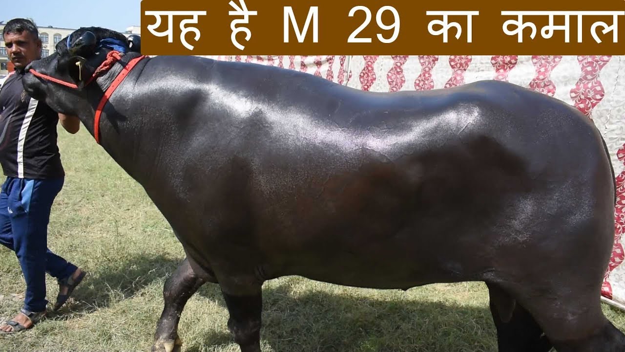 Murrah bull from line of M 29 Bull