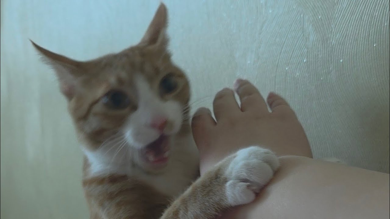 마징가 고양이 실존