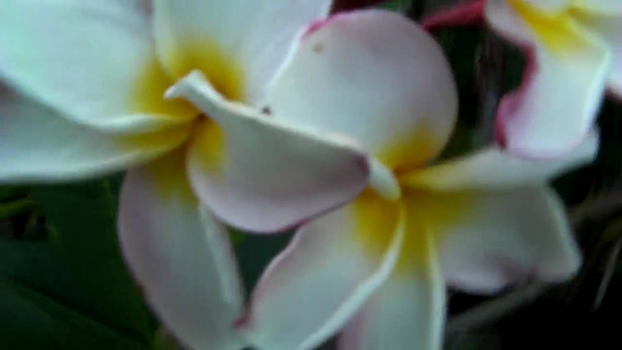 VERACRUZ ROSE PLUMERIA  A Favorite Flower Collectors Item by Stephanie in Huntington Beach