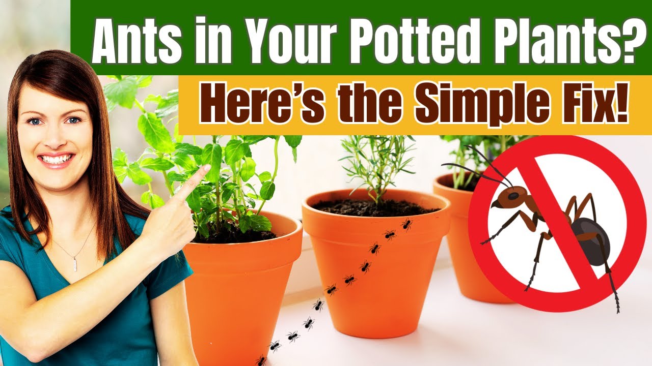 How to Get Rid of Ants From Potted Plants at Home