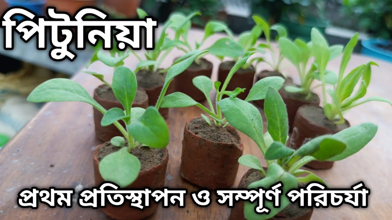 পিটুনিয়া গাছের মাটি প্রস্তুতি ও প্রথম প্রতিস্থাপন ||How to grow petunia flower plants #winterflower