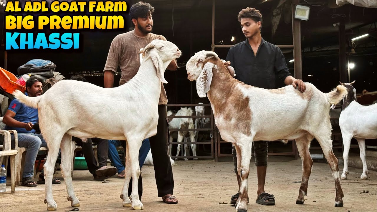BIG PREMIUM KHASSI Goats of AL ADL Goat Farm for Sale at Bhiwandi MAHAPOLI