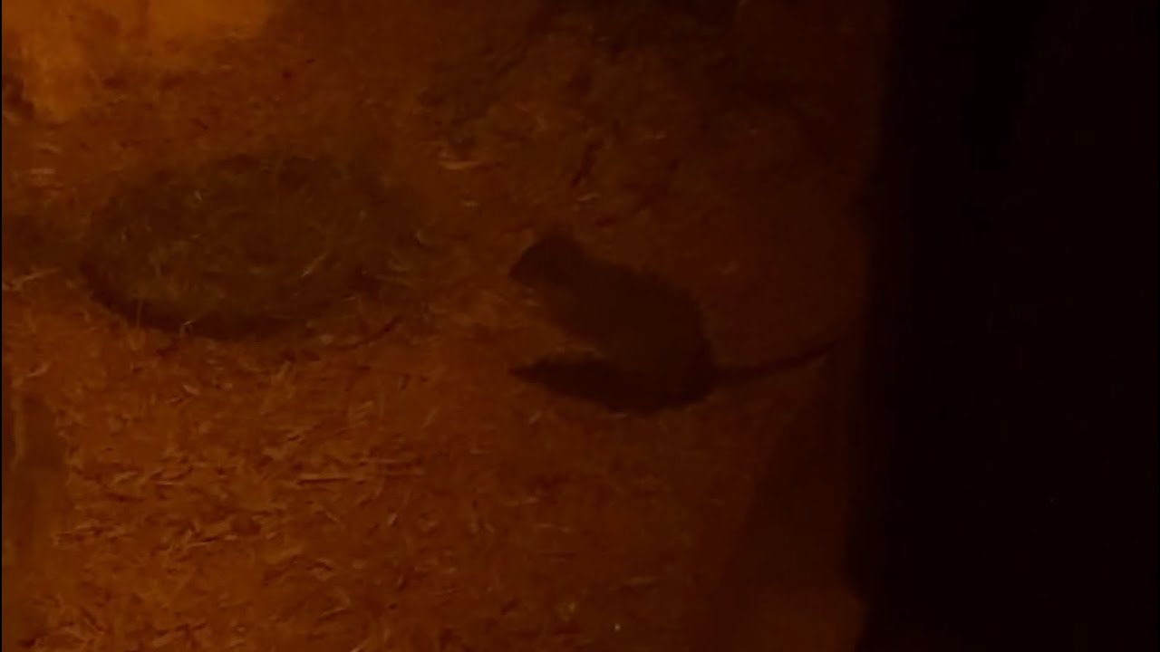 Brush tailed bettong with keepers at Columbus Zoo