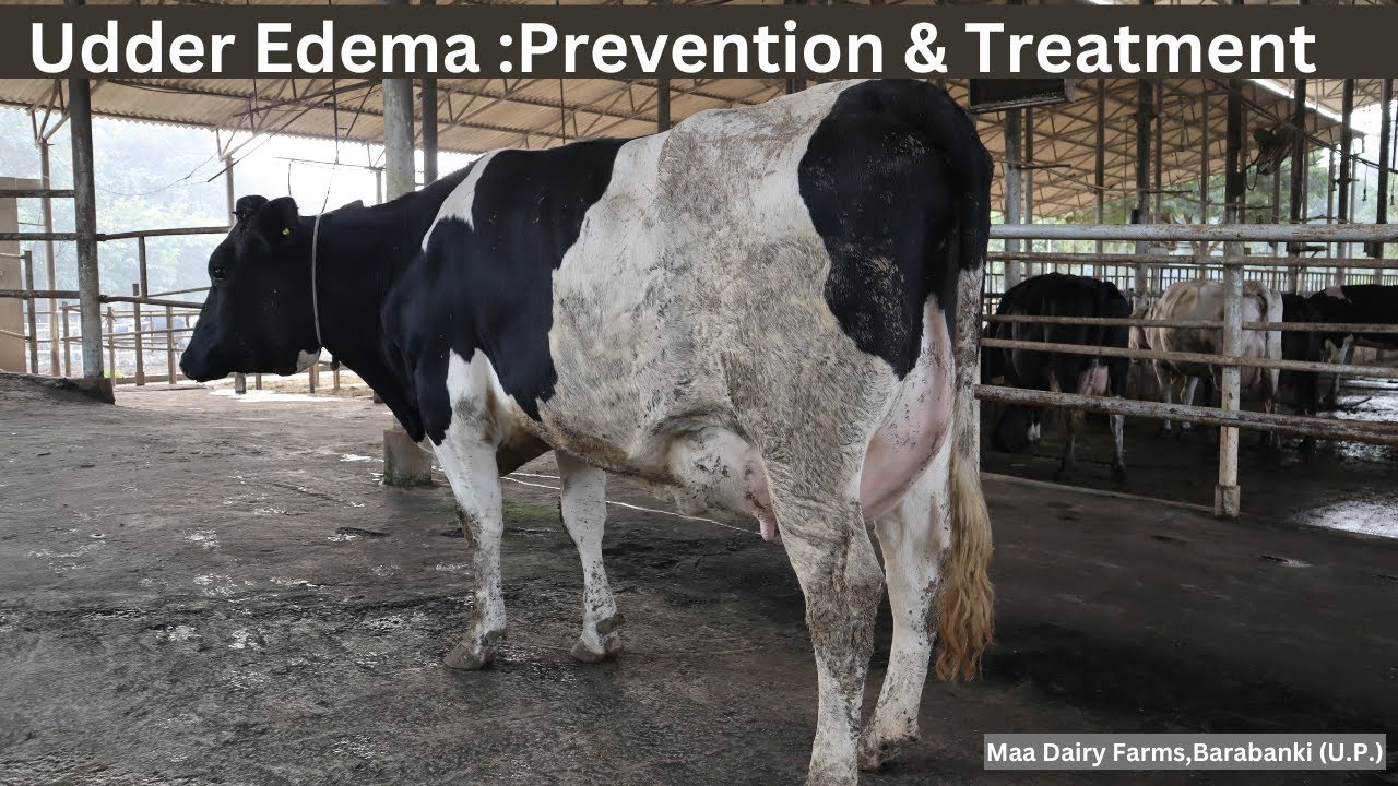 Udder Edema:Prevention & Treatment || Maa Dairy Farms,Barabanki (U.P.)