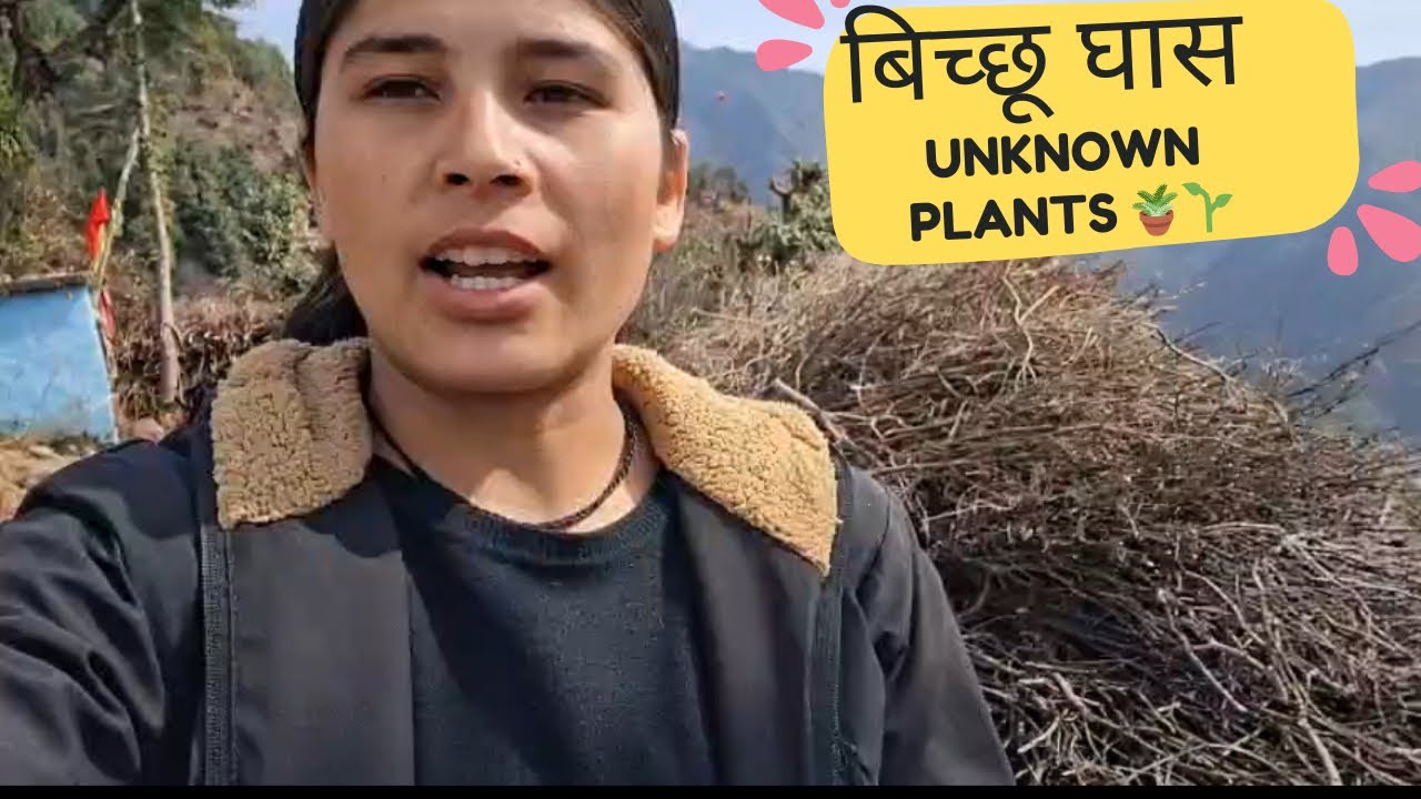 Aaj Aapko Dikhati Hu Pahadi Bichhu Ghaas aur Bashya 🌿 | Pahadi Life Style || Reshma Vlog