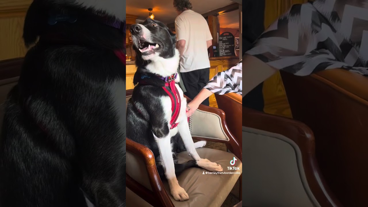 Barney the Tv border collie loved the Red Lion Avebury. The only pub in an ancient stone circle