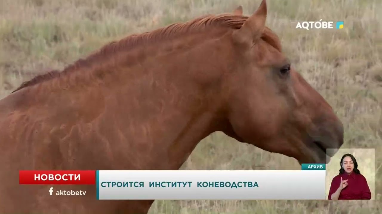 Строится  научно - исследовательский  институт  коневодства  и  кормопроизводства