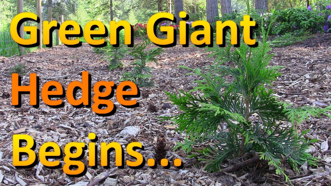 The Thuja Green Giant Hedge is Finally Planted