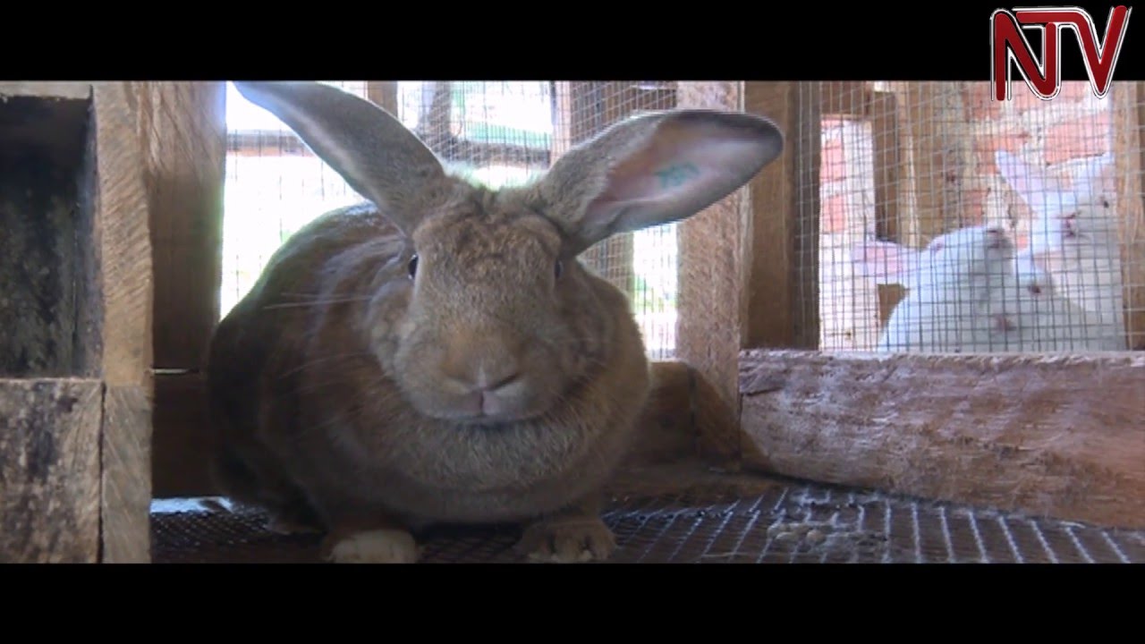 Okulunda obumyu: Abalunzi bagenda kubukolera emidaala