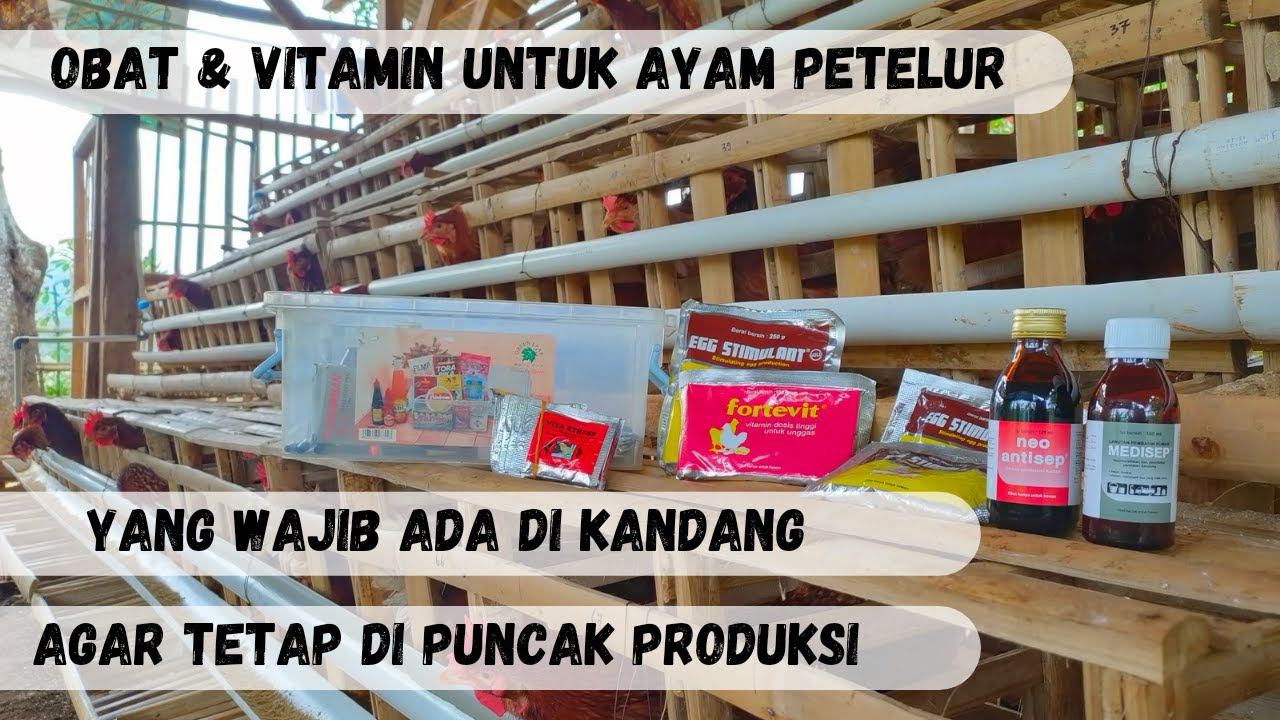 Vitamin Dan Obat untuk Ayam Petelur Lengkap Wajib Ada Di Kandang