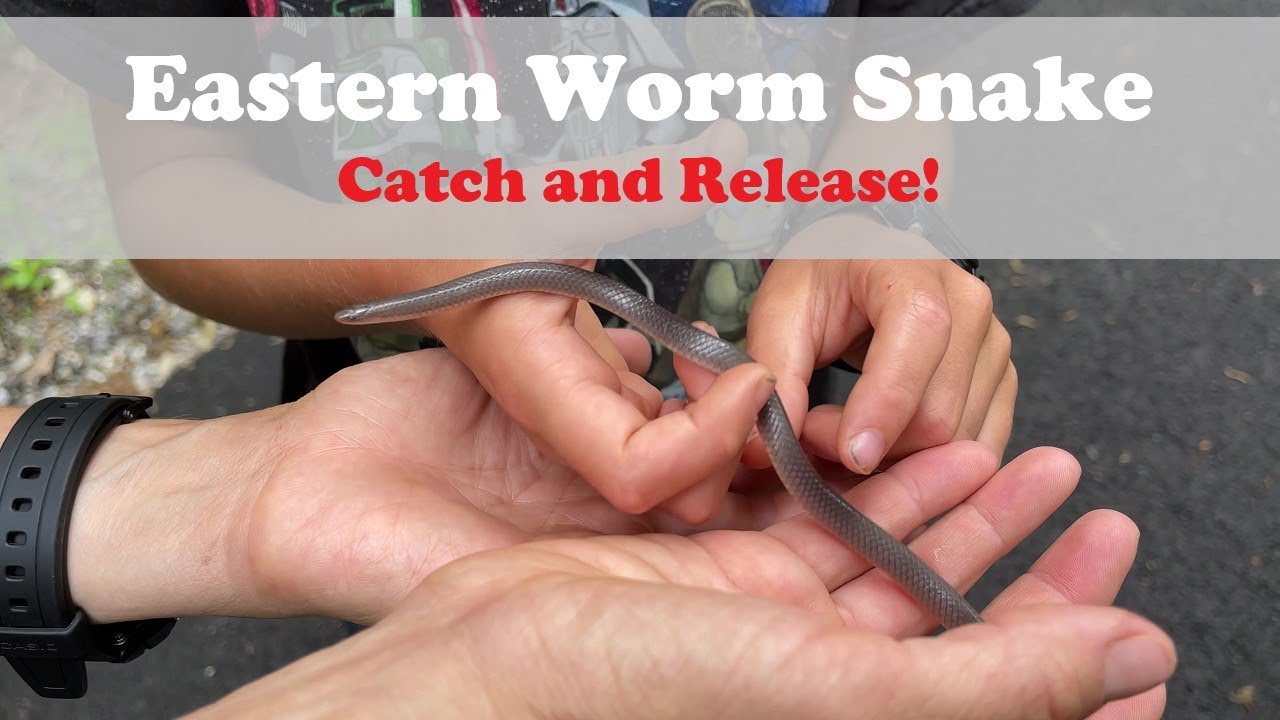 Eastern Worm Snake | Catch & Release!