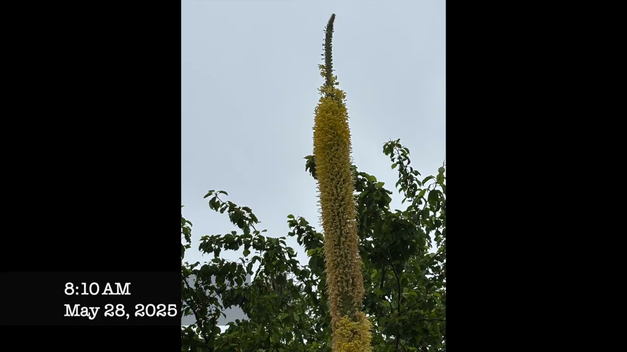 Foxtail Agave