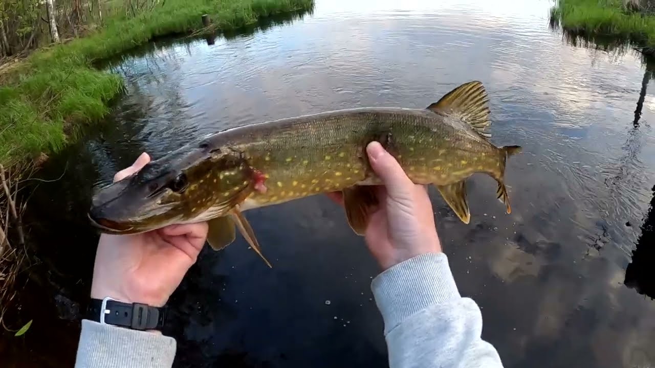 Små Gäddor, Stort Nöje - Small Pike Aktion