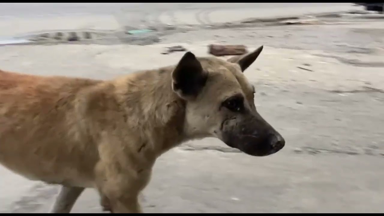 These dogs are so cute  They are very pitiful.